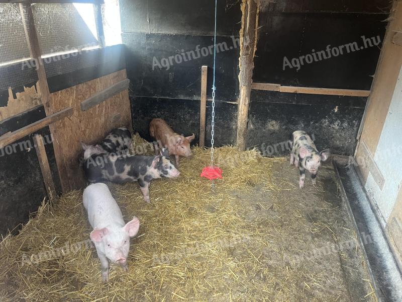 For sale 10 weeks old pindur piglets
