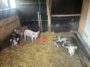 For sale 10 weeks old pindur piglets