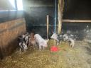 For sale 10 weeks old pindur piglets