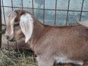Steinbock