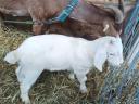 Steinbock