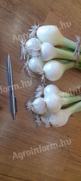Deli cibule / středně velké jarní cibulky / minimálně 10 svazků kopru na objednávku