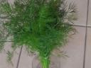 Kopr a cibule
