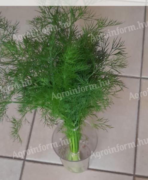 Kopr a cibule