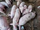 13 abgesetzte Ferkel