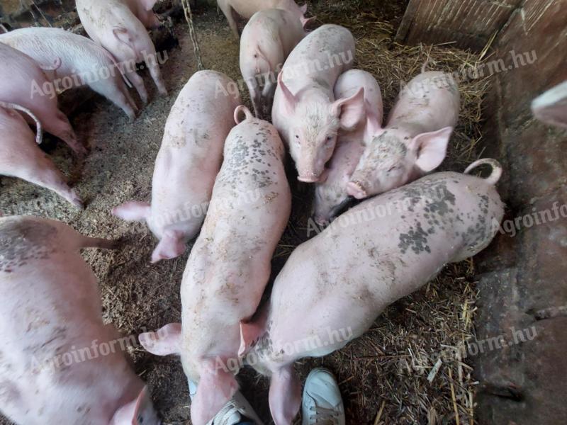 13 abgesetzte Ferkel