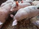 13 abgesetzte Ferkel
