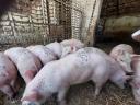 13 abgesetzte Ferkel
