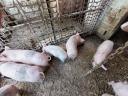 13 abgesetzte Ferkel