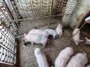 13 abgesetzte Ferkel