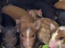 Zwergschwein zu verkaufen