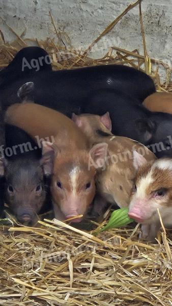 Zwergschwein zu verkaufen