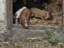Zwergschwein zu verkaufen