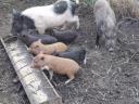 Zwergschwein zu verkaufen