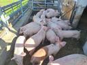 100 Schweine zu verkaufen