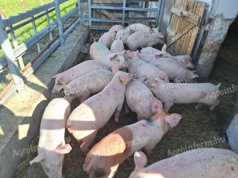 100 Schweine zu verkaufen