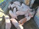 100 Schweine zu verkaufen