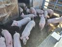 100 Schweine zu verkaufen