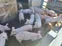 100 Schweine zu verkaufen