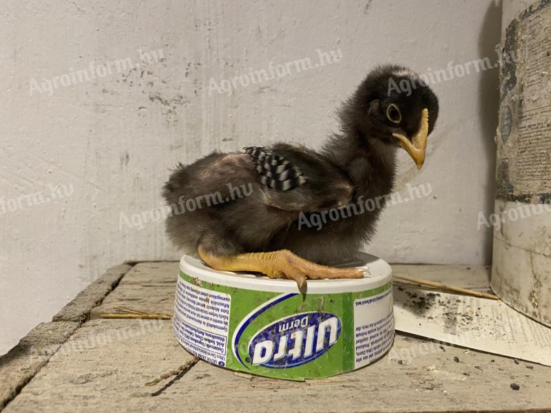 For sale 3-week old mute duck and banded Plymouth