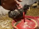 For sale 3-week old mute duck and banded Plymouth