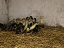 For sale 3-week old mute duck and banded Plymouth