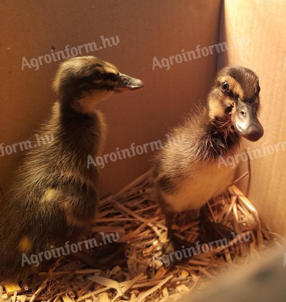 Indian duck