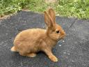 Red New Zealand and mixed rabbits for sale