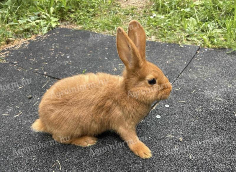 Red New Zealand and mixed rabbits for sale