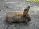 Red New Zealand and mixed rabbits for sale