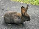 Red New Zealand and mixed rabbits for sale