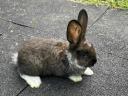 Red New Zealand and mixed rabbits for sale