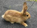 Red New Zealand and mixed rabbits for sale