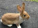 Red New Zealand and mixed rabbits for sale