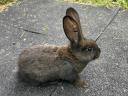 Red New Zealand and mixed rabbits for sale