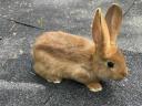 Red New Zealand and mixed rabbits for sale