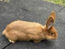 Red New Zealand and mixed rabbits for sale