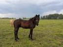Ždrebe čistokrvnog crnog pastuha noniusa