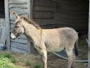 Hungarian stallion, donkey for sale