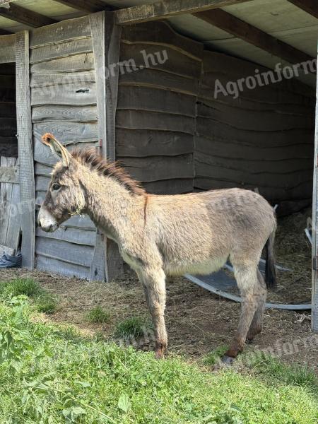 Hungarian stallion, donkey for sale