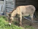 Hungarian stallion, donkey for sale