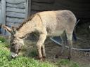 Hungarian stallion, donkey for sale