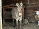 Hungarian stallion, donkey for sale