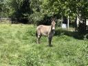 Hungarian stallion, donkey for sale