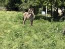 Hungarian stallion, donkey for sale