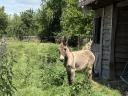 Hungarian stallion, donkey for sale