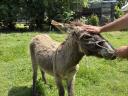 Hungarian stallion, donkey for sale