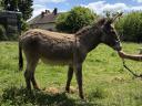 Hungarian stallion, donkey for sale