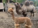 Alpaca shearing