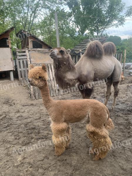 Alpaca shearing